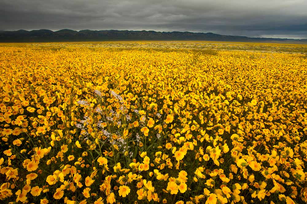 CPC requests president Obama to add 12,000 acres to Carrizo Plain National Monument
