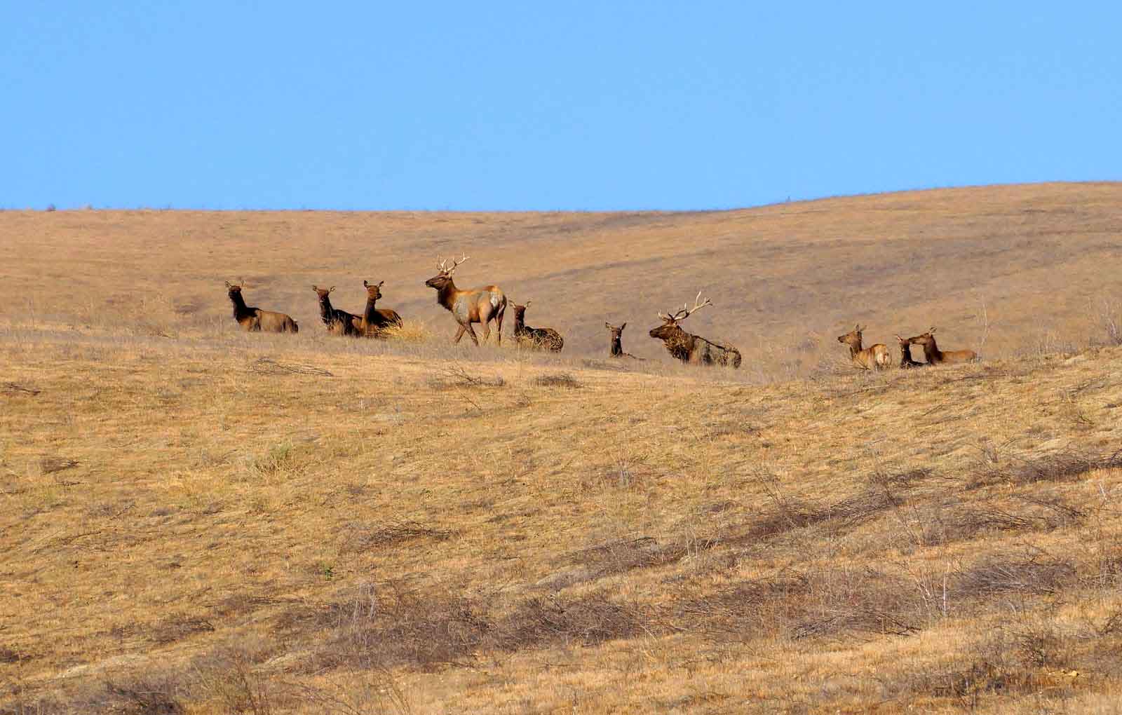 Carrizo Plain Conservancy now owns over 8000 acres of solar preservation lands