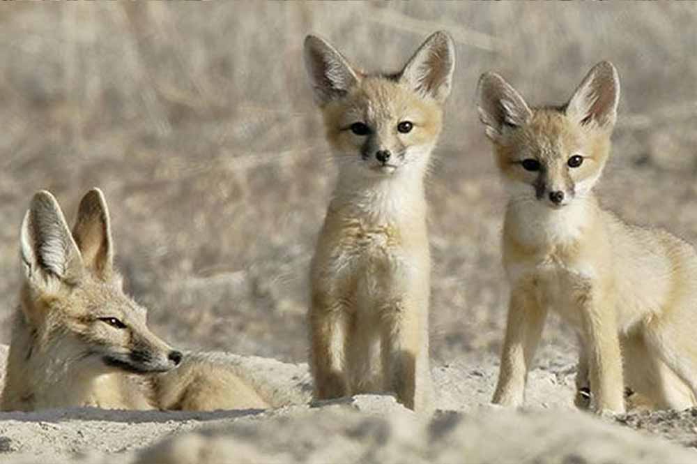 San Joaquin kit-fox-family