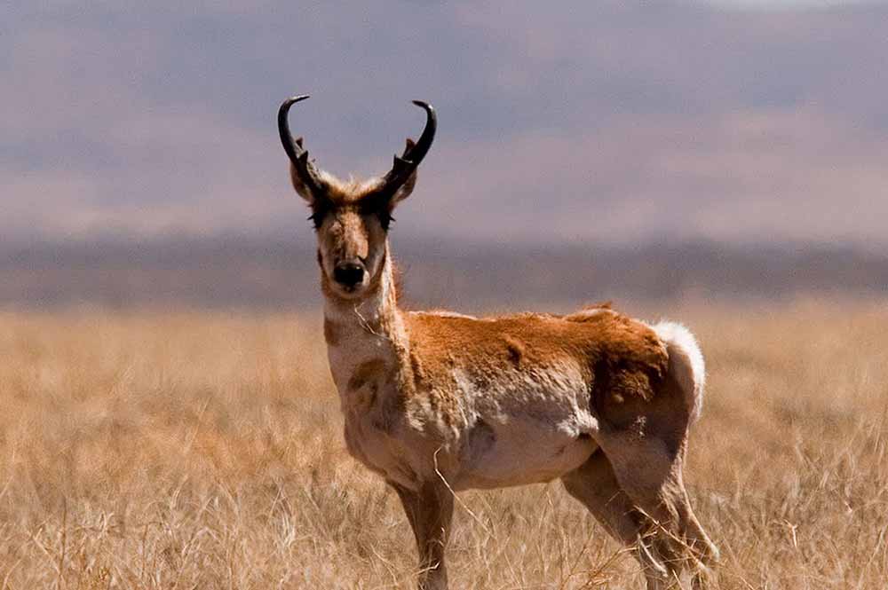 pronghorn