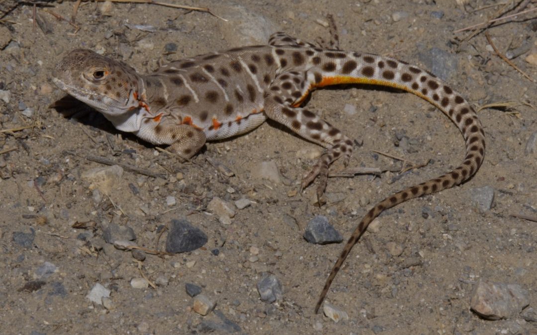 On the lookout for blunt-nosed leopard lizards – by Doug Drynan