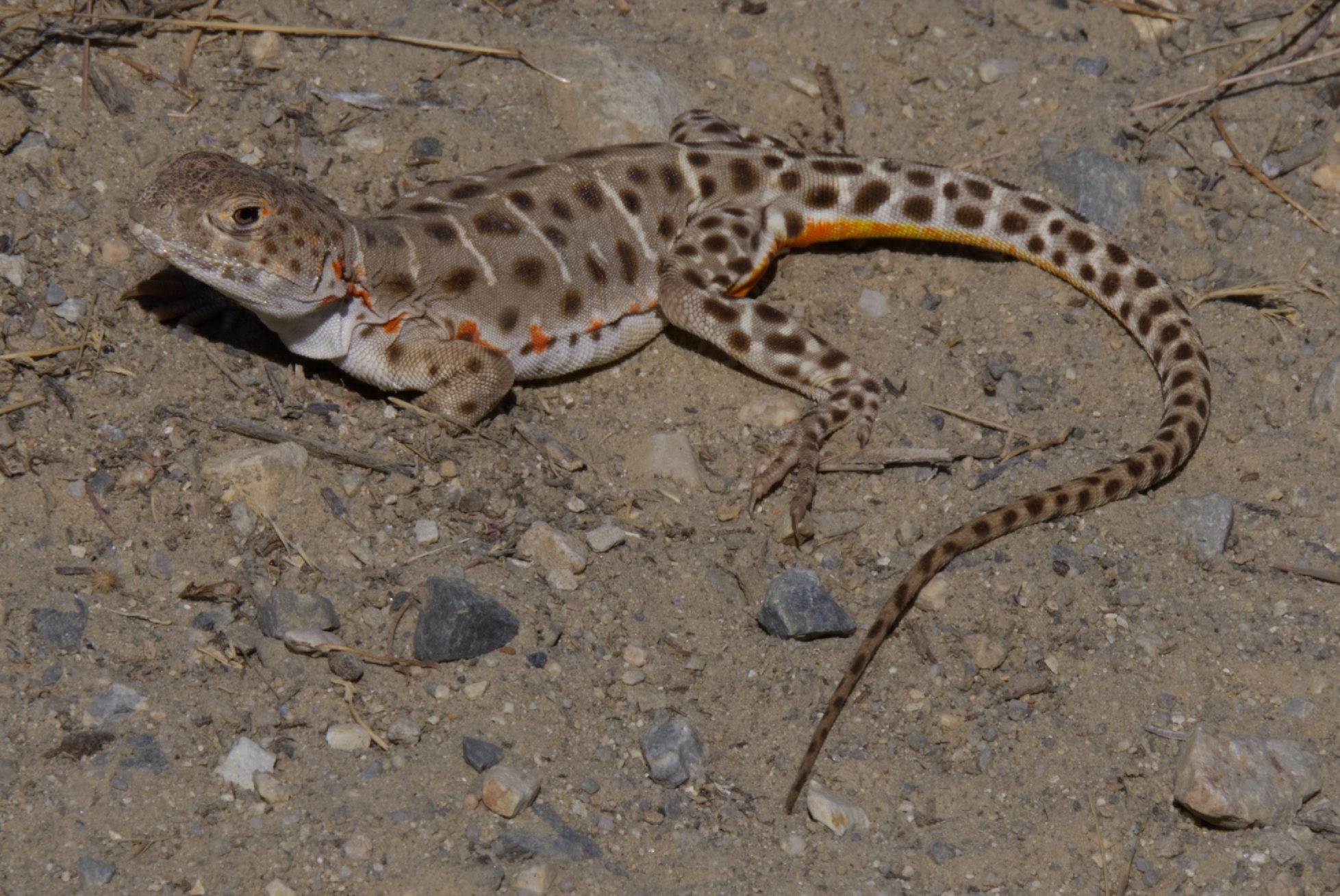 On the lookout for blunt-nosed leopard lizards – by Doug Drynan