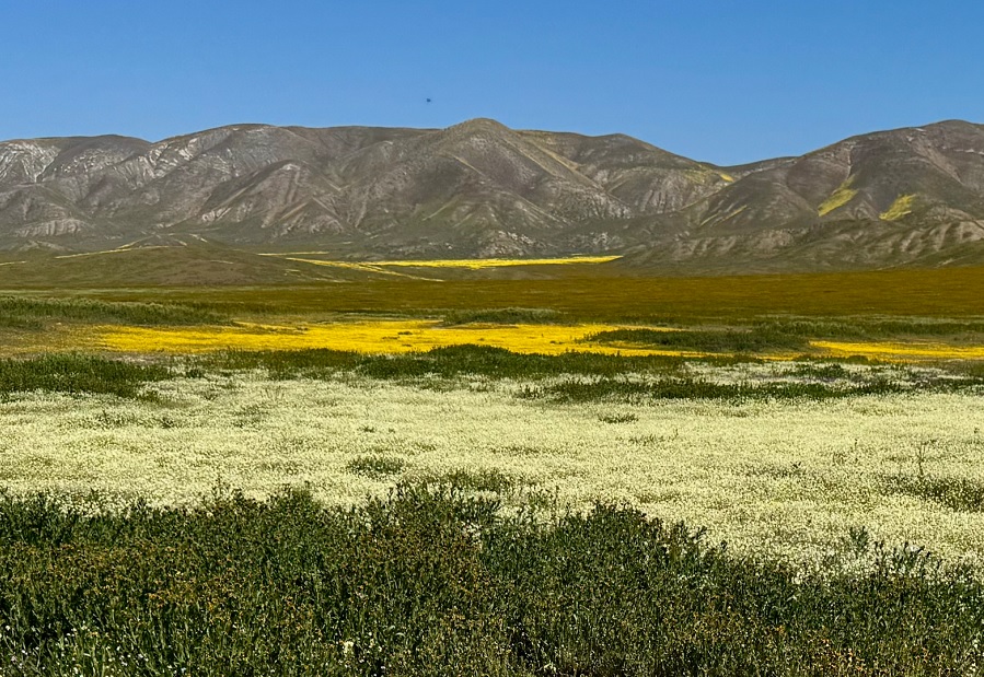 Carrizo Spring 2026 wildflower update